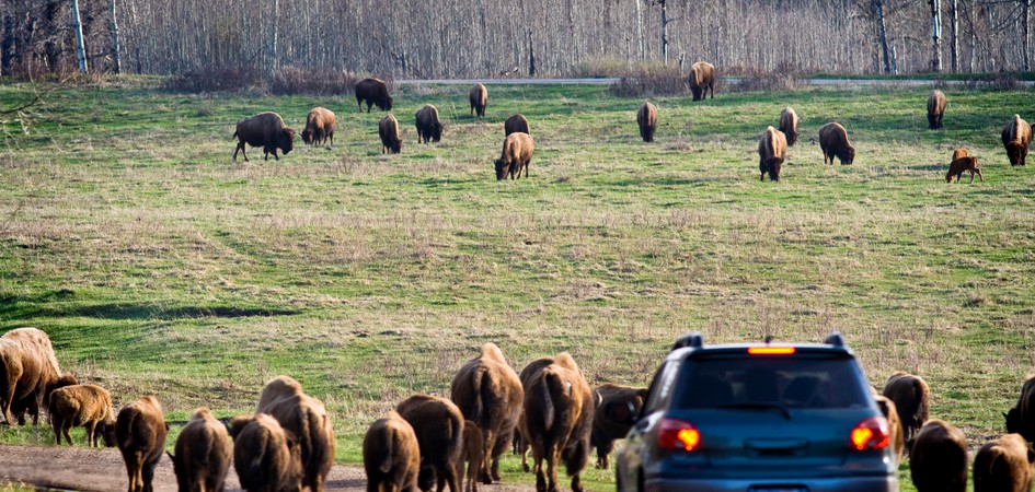 5 celebration avenue Tourism Park Edmonton  National Island Elk